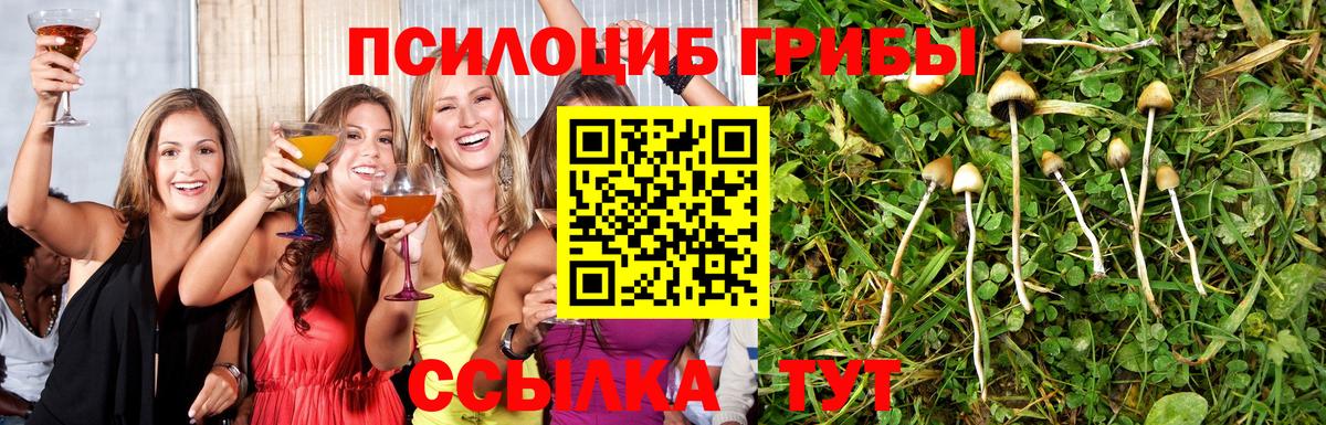 Псилоцибиновые грибы прущие грибы  Псилоцибиновые грибы Cubensis  Вход с VPN  Камень-на-Оби 